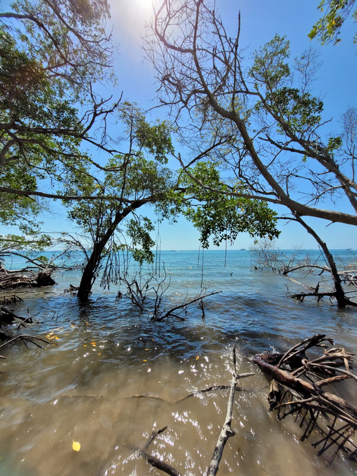 Mangrove Reforestation Tour